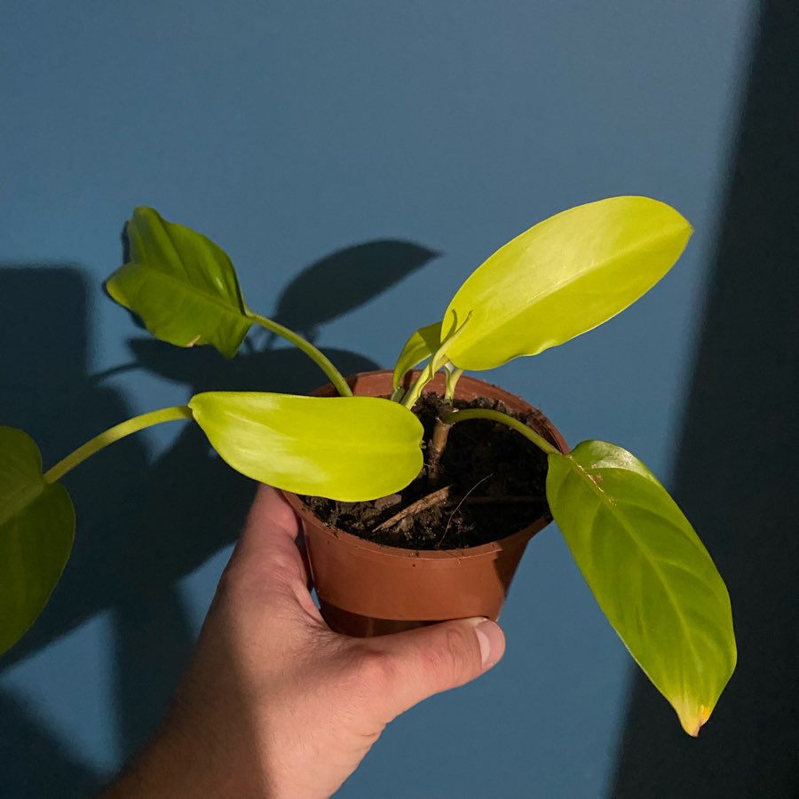 Filodendron Malaya Gold