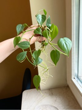 philodendron scandens