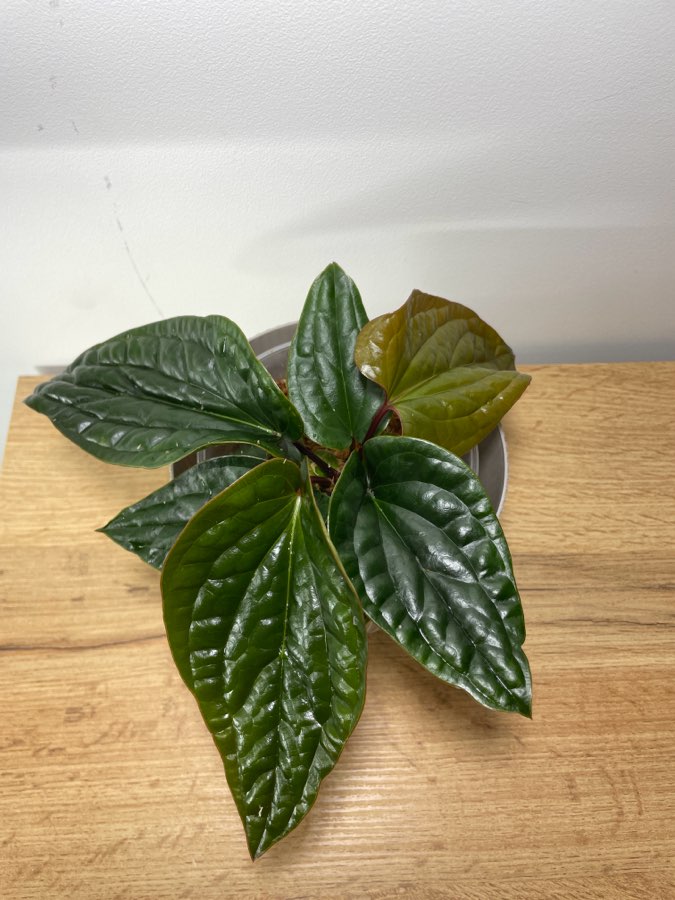 Anthurium radicans x luxurians 3