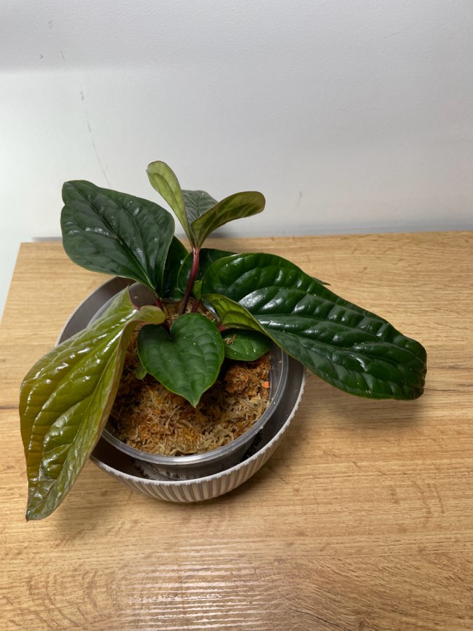 Anthurium radicans x luxurians 5