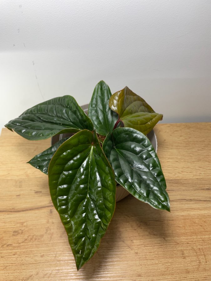 Anthurium radicans x luxurians 2