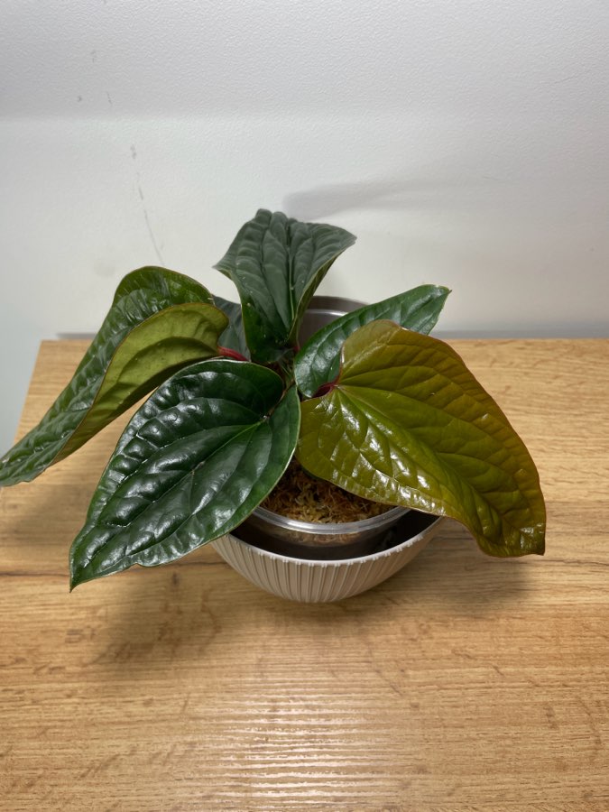 Anthurium radicans x luxurians 4