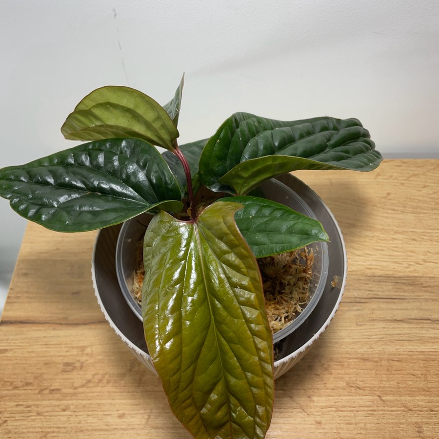 Anthurium radicans x luxurians