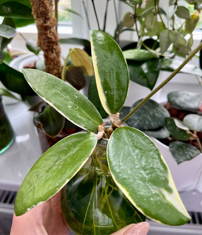 Hoya Verticillata Albomarginata