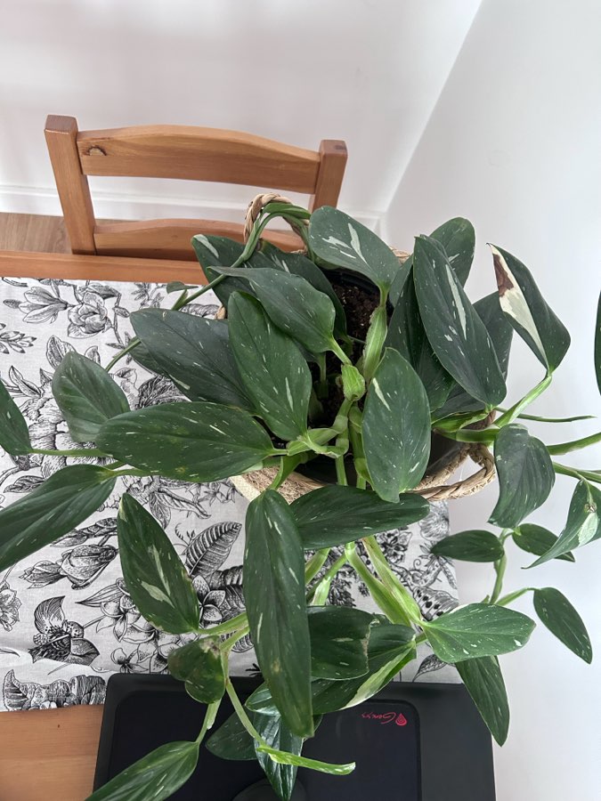 Monstera standleyana cobra variegata 2