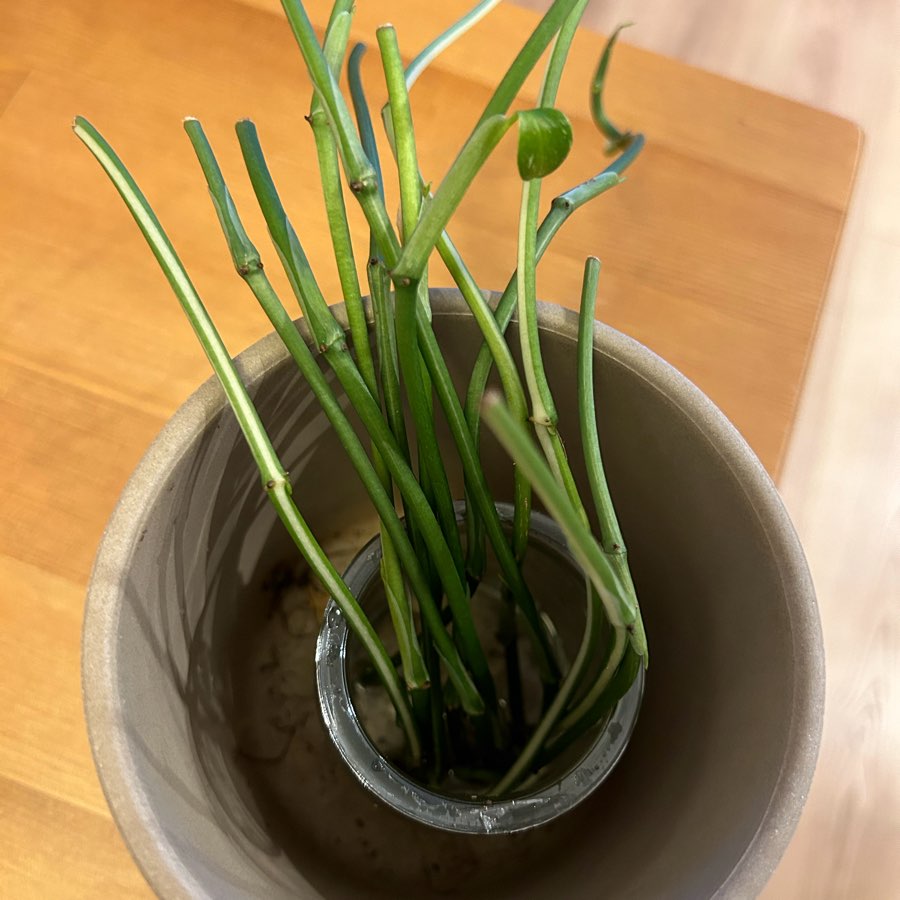 Monstera standleyana cobra variegata