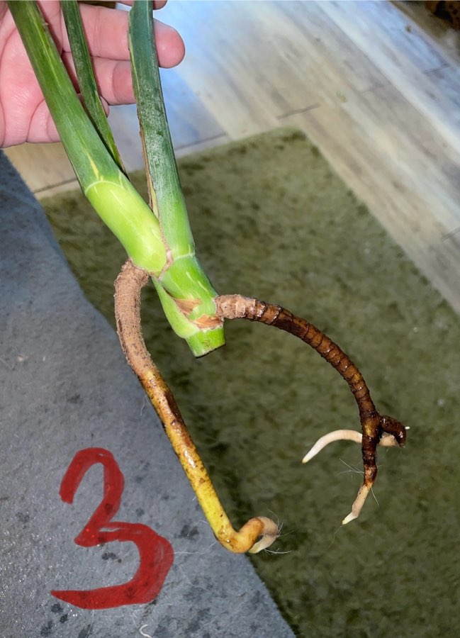 Monstera Thai Constelation 5