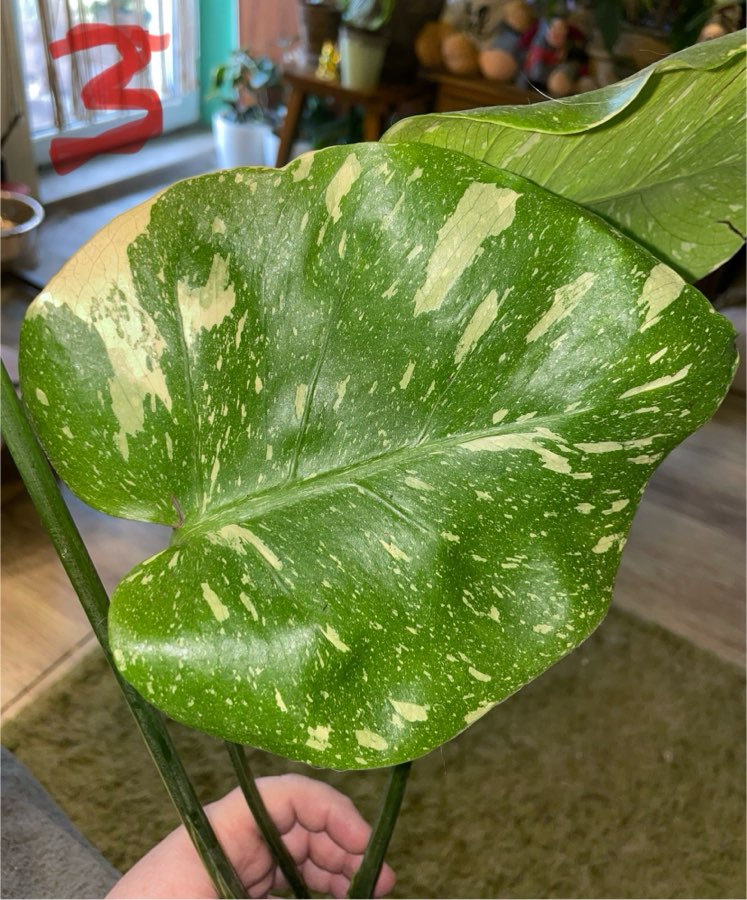 Monstera Thai Constelation 4