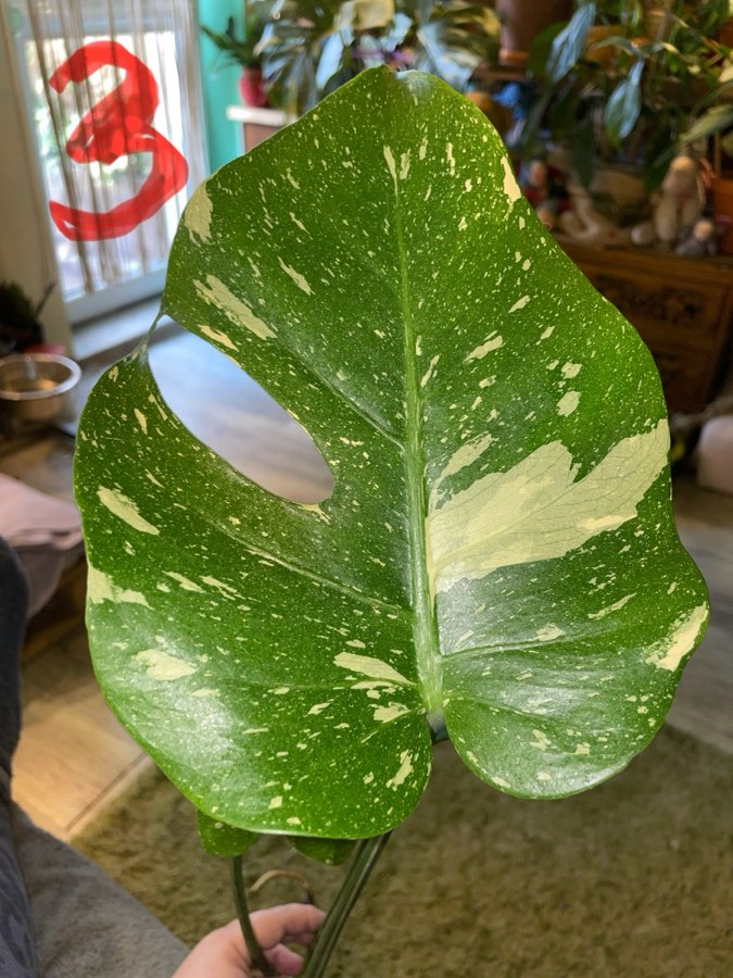 Monstera Thai Constelation 2