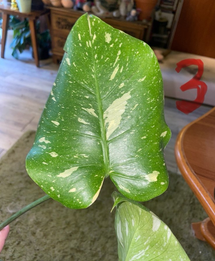 Monstera Thai Constelation 3