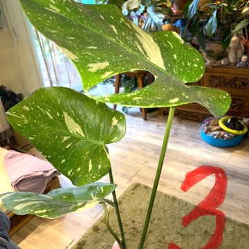 Monstera Thai Constelation