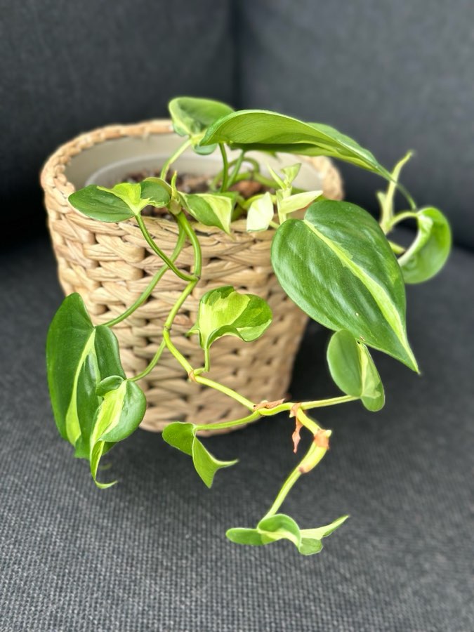 Philodendron Cream Splash 5
