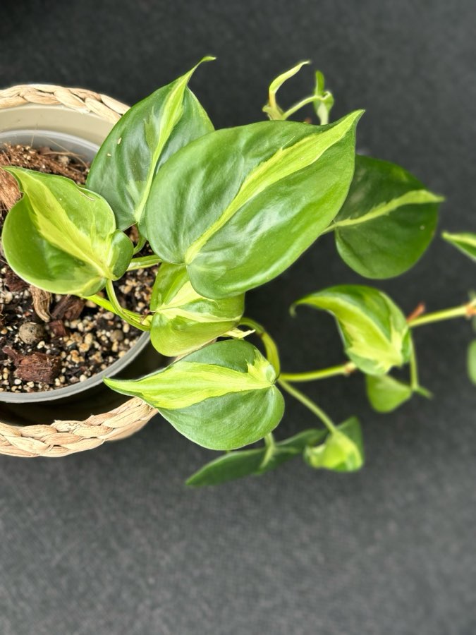 Philodendron Cream Splash 3