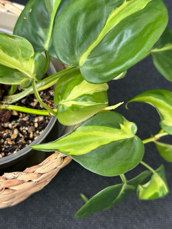 Philodendron Cream Splash 4