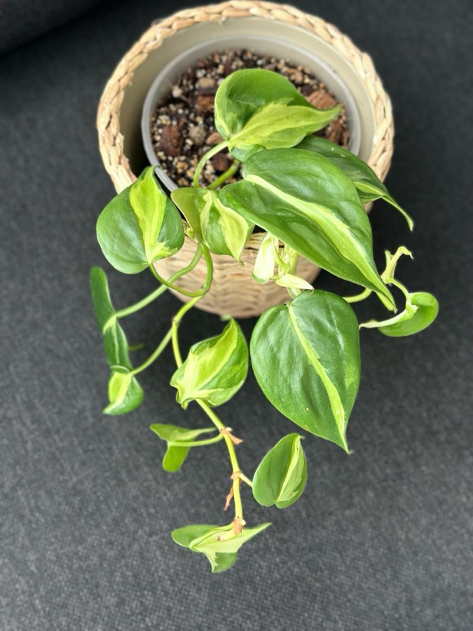 Philodendron Cream Splash 2