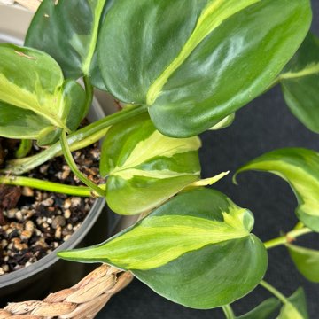 Philodendron Cream Splash