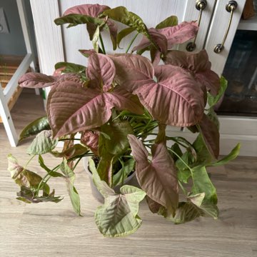 Syngonium 'Neon Robusta'