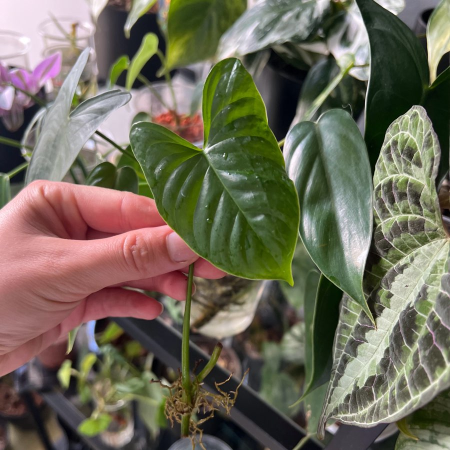 Philodendron Ventricosum