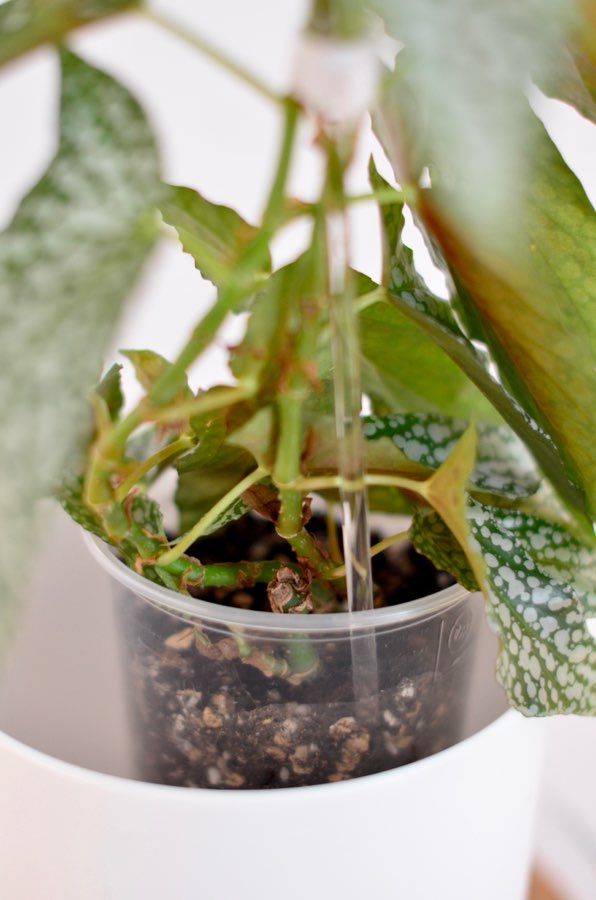 Begonia White Ice 5