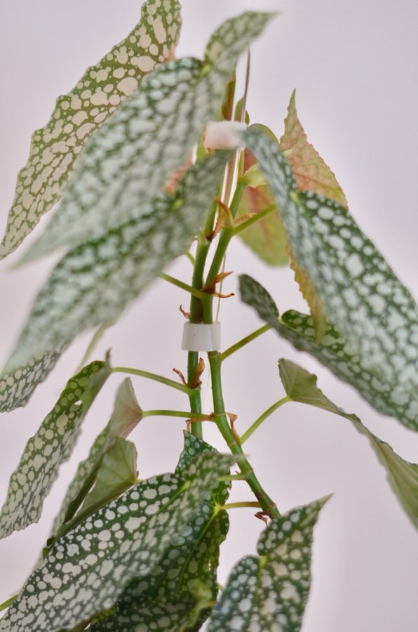 Begonia White Ice 4