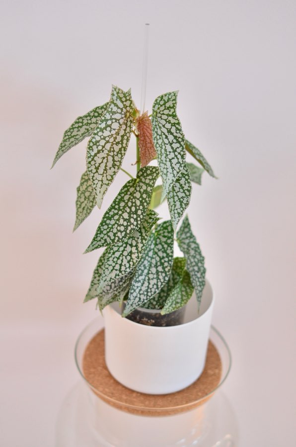 Begonia White Ice 2