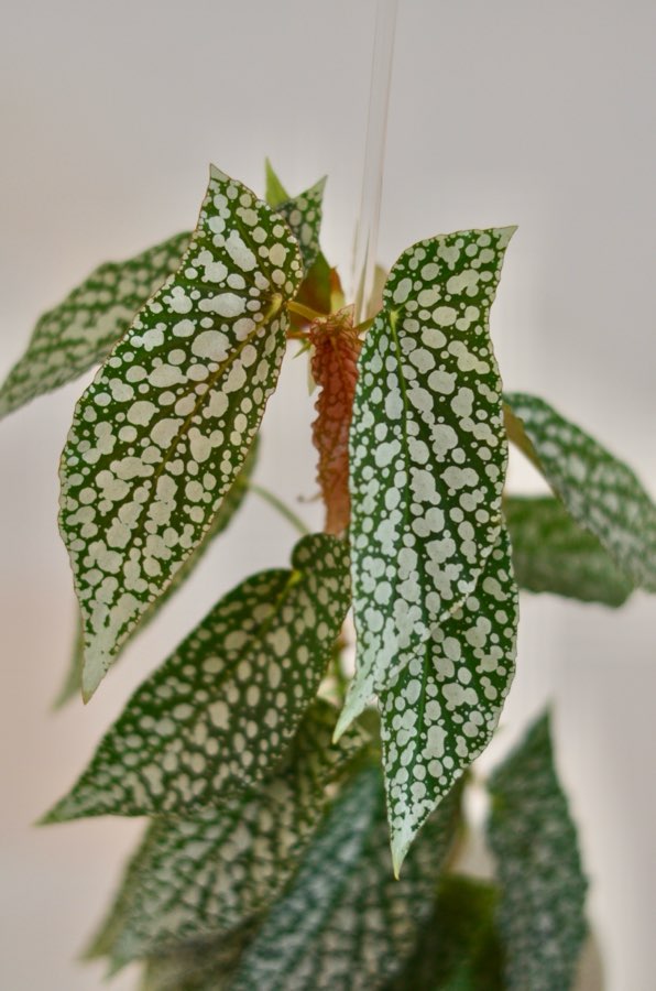 Begonia White Ice 3