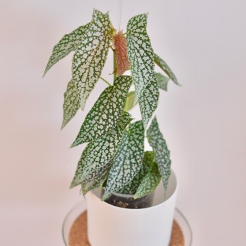 Begonia White Ice