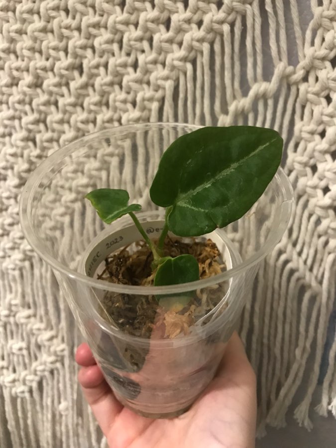 Anthurium Forgetii x Gigi 2