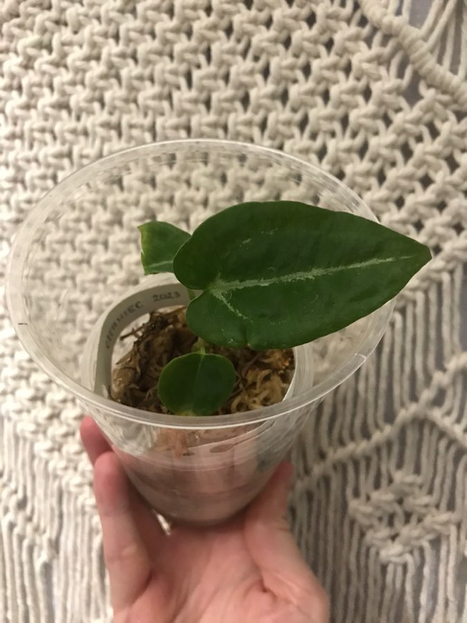 Anthurium Forgetii x Gigi 4