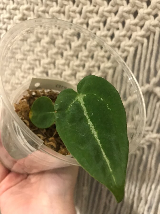 Anthurium Forgetii x Gigi