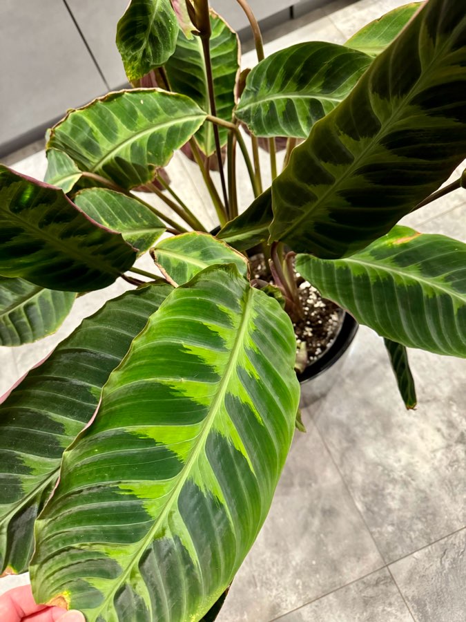 Calathea kalatea Warscewiczii 2