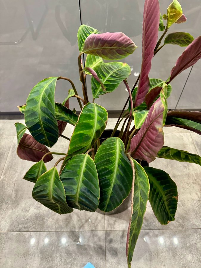 Calathea kalatea Warscewiczii 5