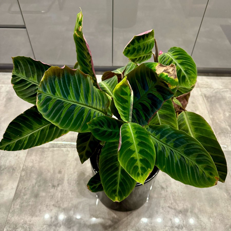 Calathea kalatea Warscewiczii