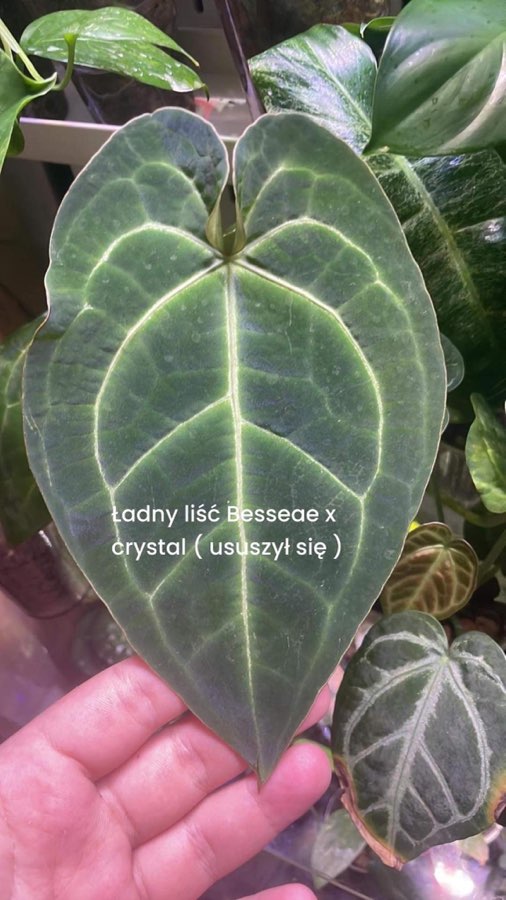 Anthurium Besseae x Crystal 2