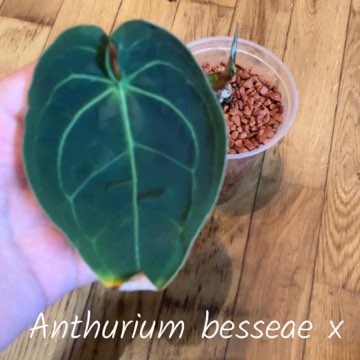 Anthurium Besseae x Crystal