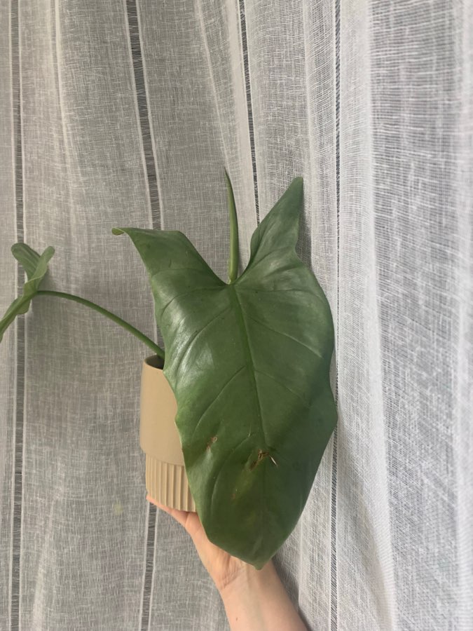 Philodendron silver queen / sword 2