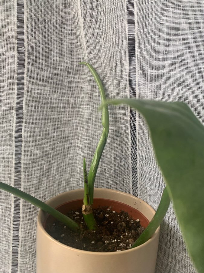 Philodendron silver queen / sword 3