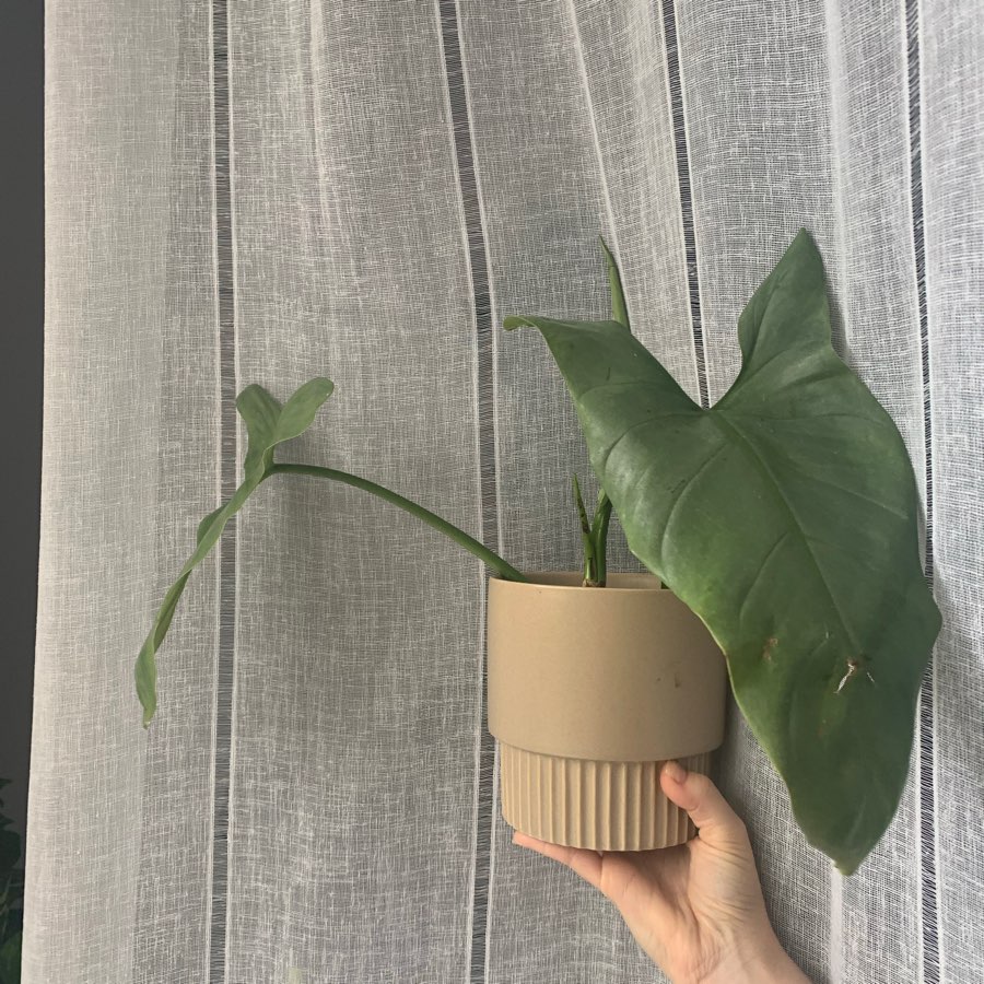 Philodendron silver queen / sword