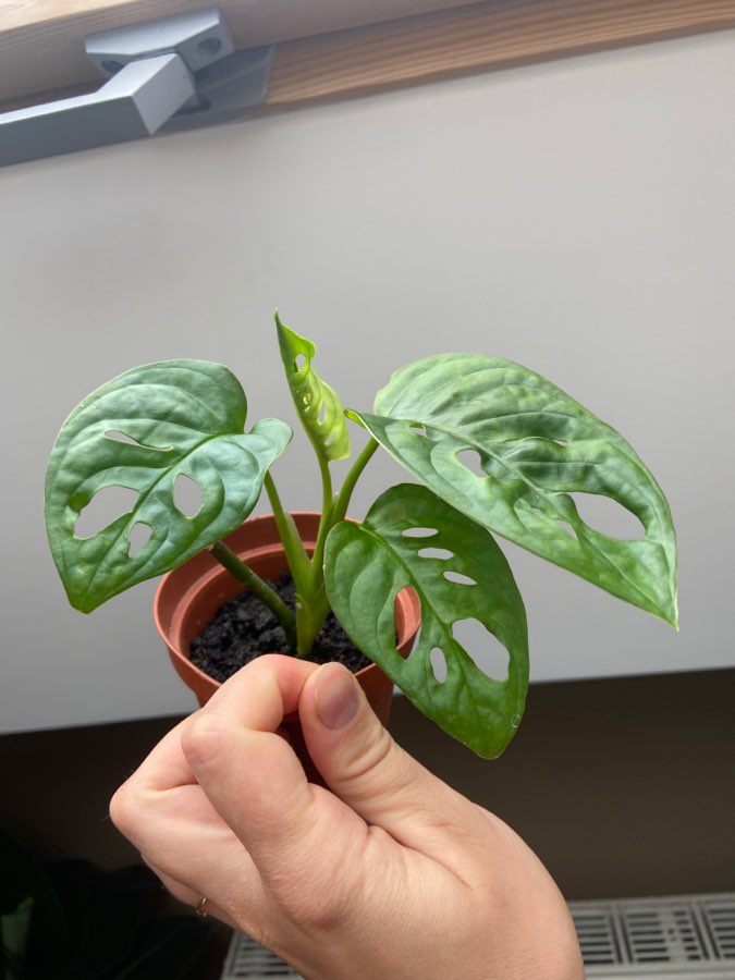 Monstera monkey mask 5