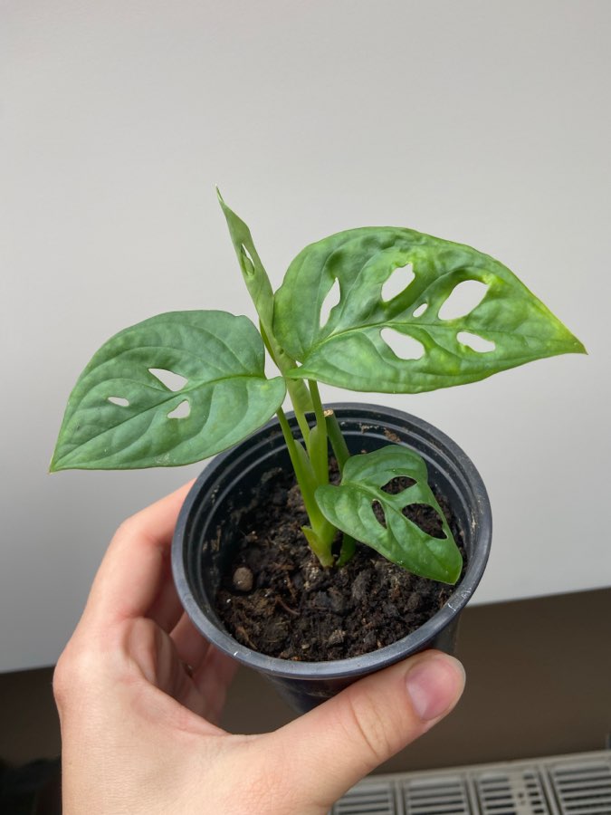 Monstera monkey mask 2