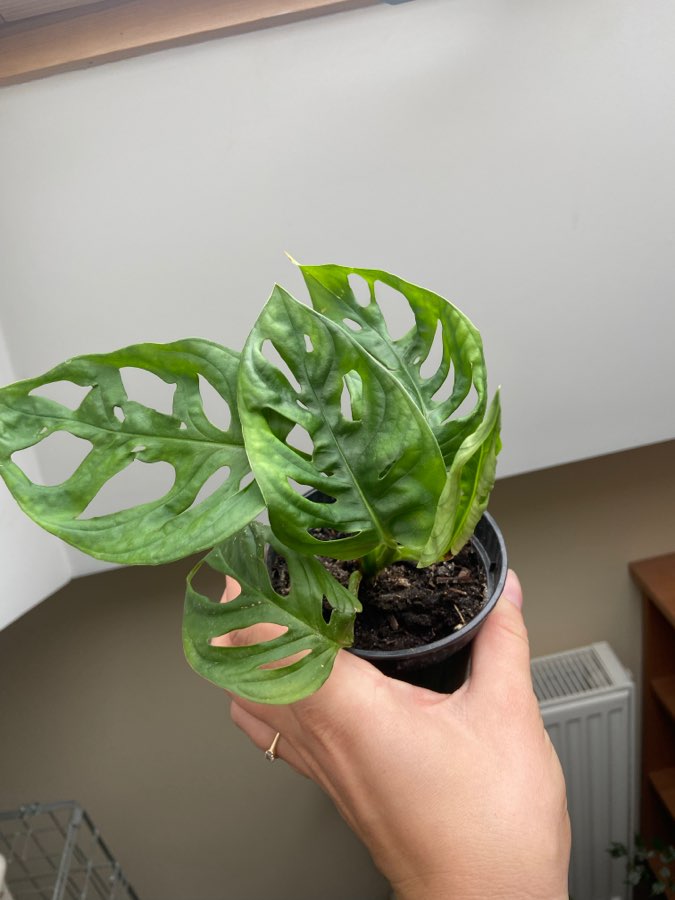 Monstera monkey mask 3