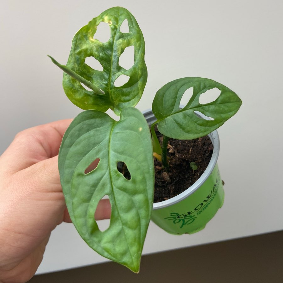 Monstera monkey mask