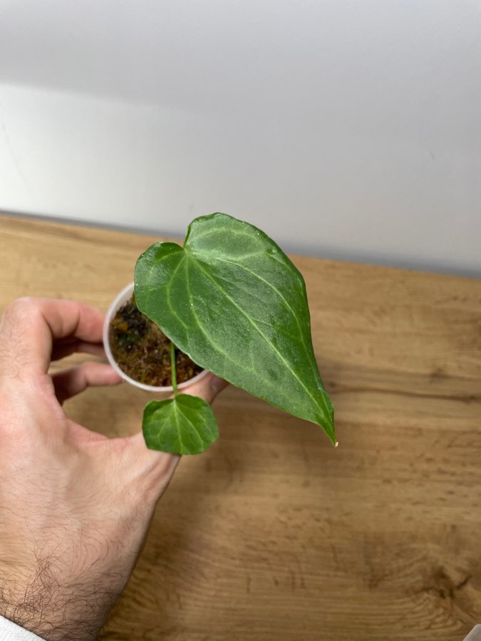 Anthurium Delta Force Hydroponika 5