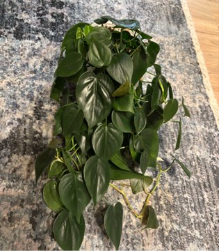 Filodendron scandens