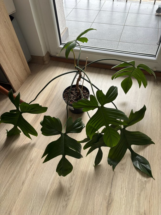 Filodendron florida 2