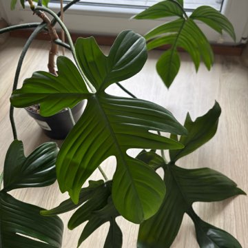 Filodendron florida