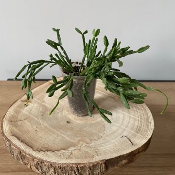 Rhypsalis