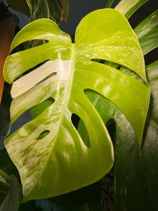 Monstera Deliciosa Variegata 4