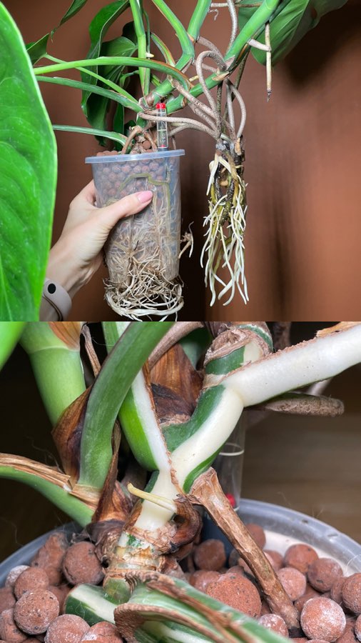 Monstera Deliciosa Variegata 3