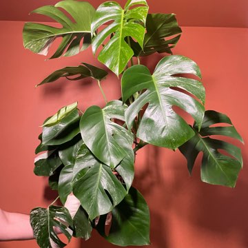 Monstera Deliciosa Variegata